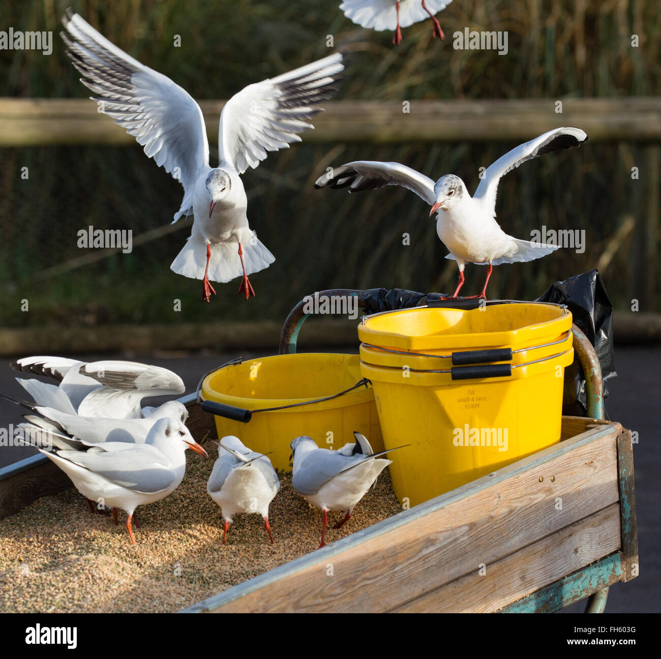 Black Headed Gulls raiding the food buckets at Slimbridge Wildlife and Wetlands Centre in Gloucestershire UK Stock Photo