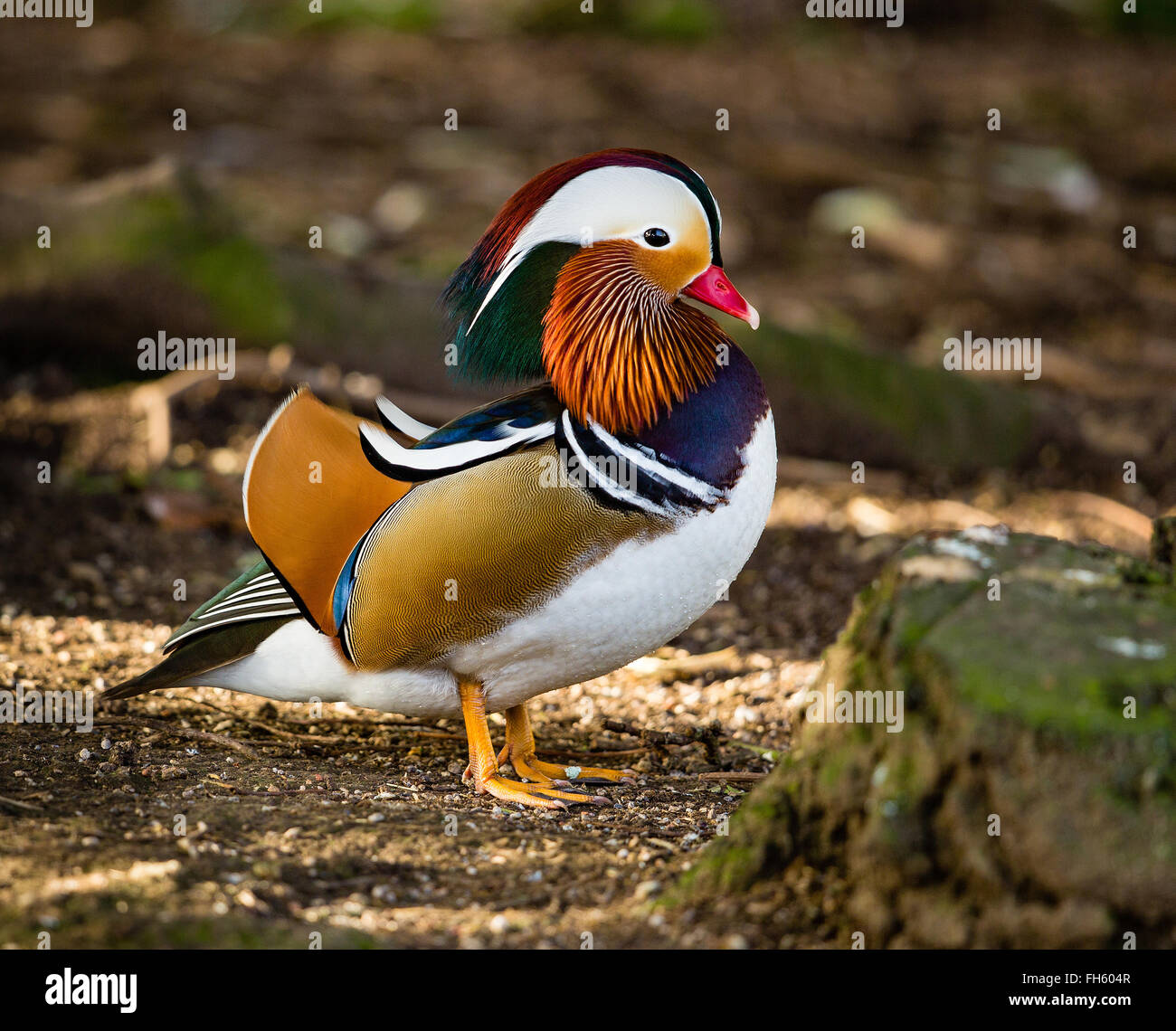 Mandarin Duck Aix galericulata has the most exotic plumage of any duck Gloucestershire UK Stock Photo