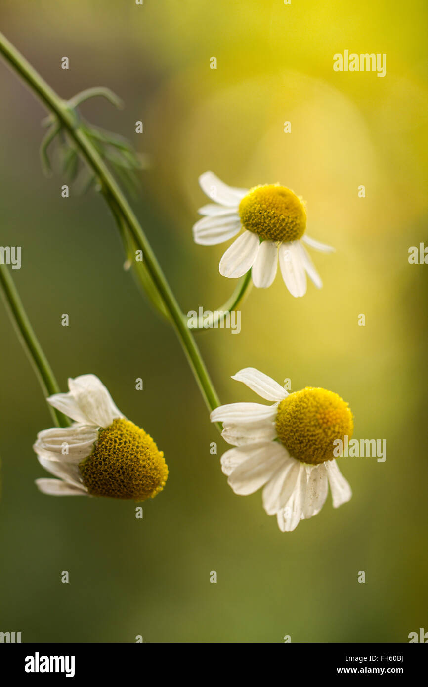Chamomile Nobile High Resolution Stock Photography and Images - Alamy