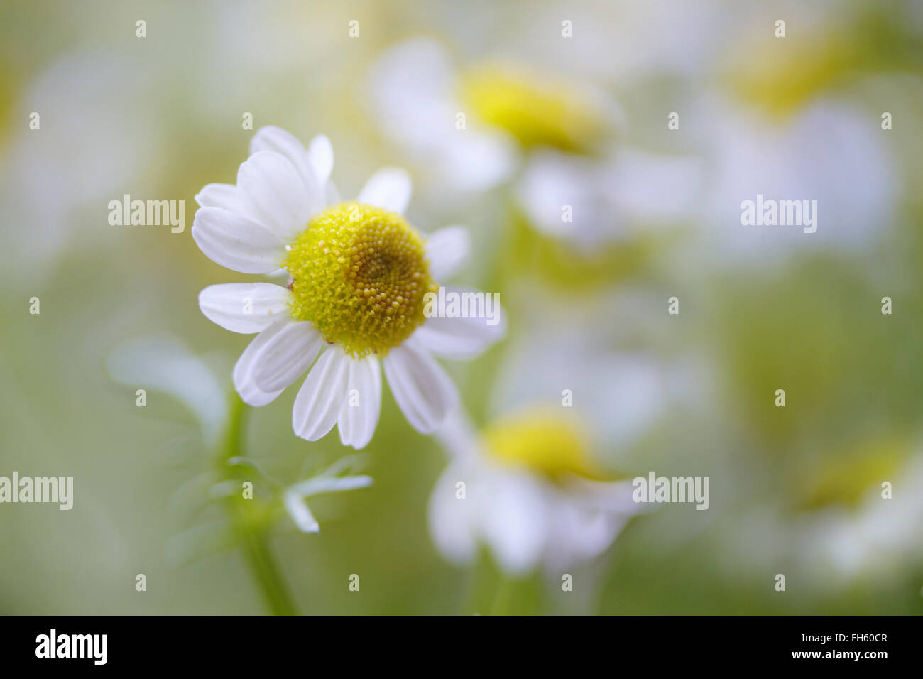 Chamomile Nobile High Resolution Stock Photography and Images - Alamy