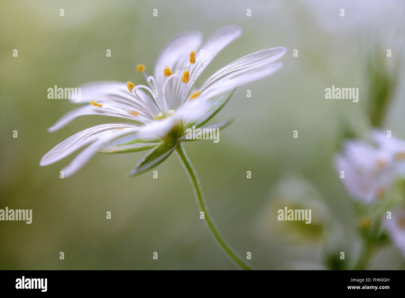 Close up of the Greater Stitchwort flower Stock Photo - Alamy