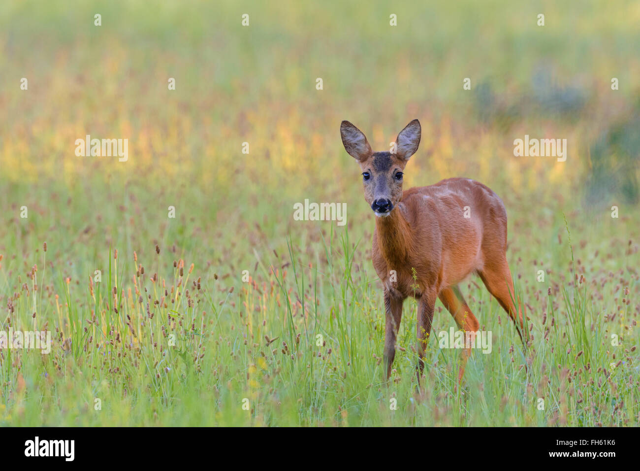 Western Roe Deer (Capreolus capreolus) in Meadow, Hesse, Germany, Europe Stock Photo