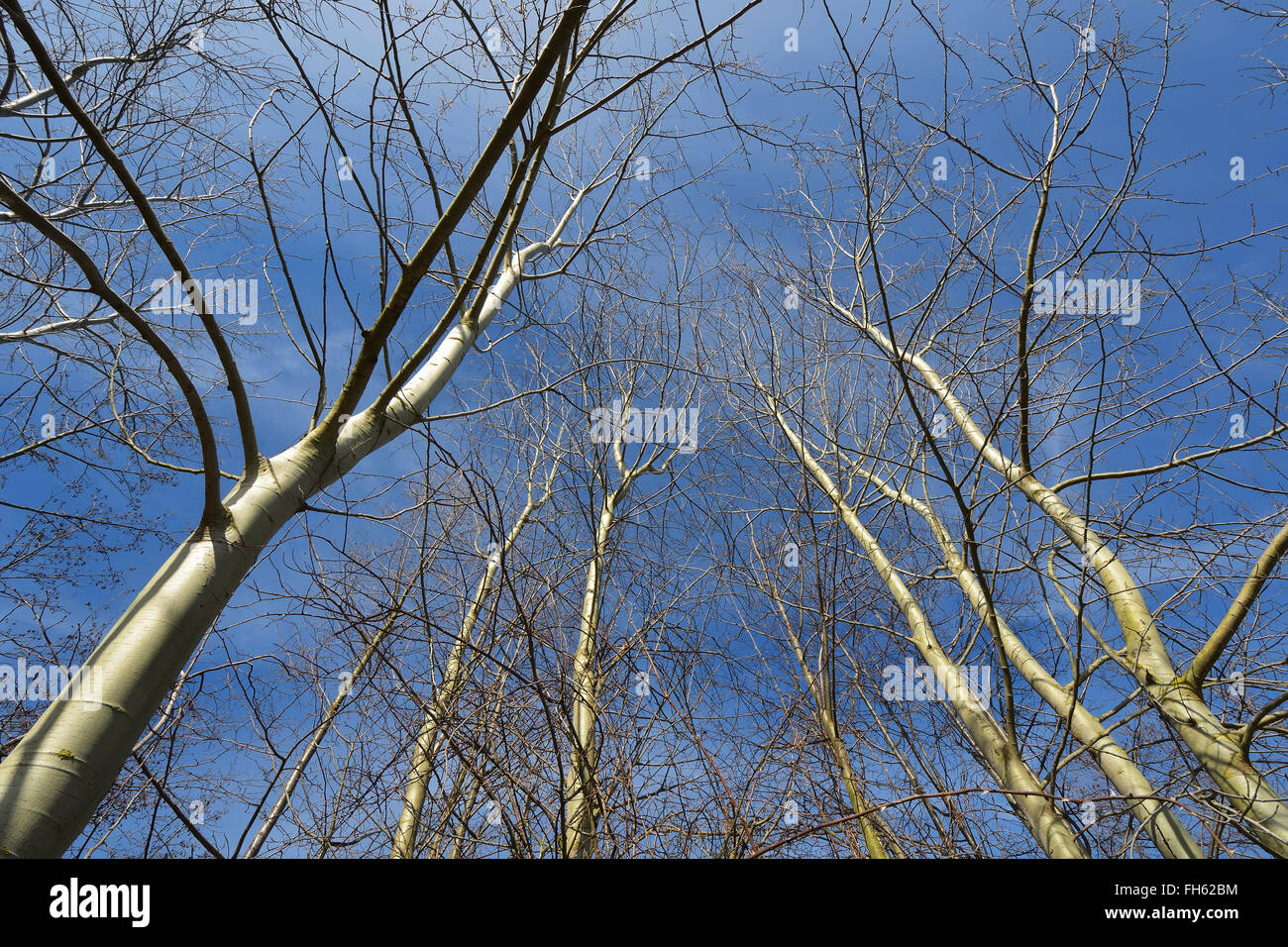 Looking up at Bare Deciduous Treetops, Freudenberg, Main-Tauber-District, Baden-Wurttemberg, Germany Stock Photo