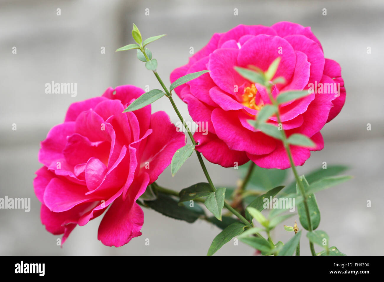 Pair pink rose flowers hi-res stock photography and images - Alamy