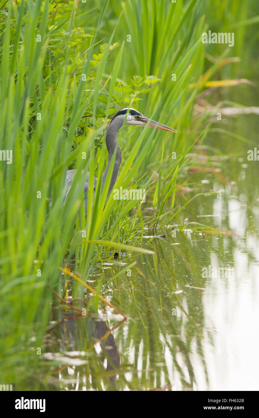 Great Blue Heron on the edge of a marsh waiting for dinner Stock Photo