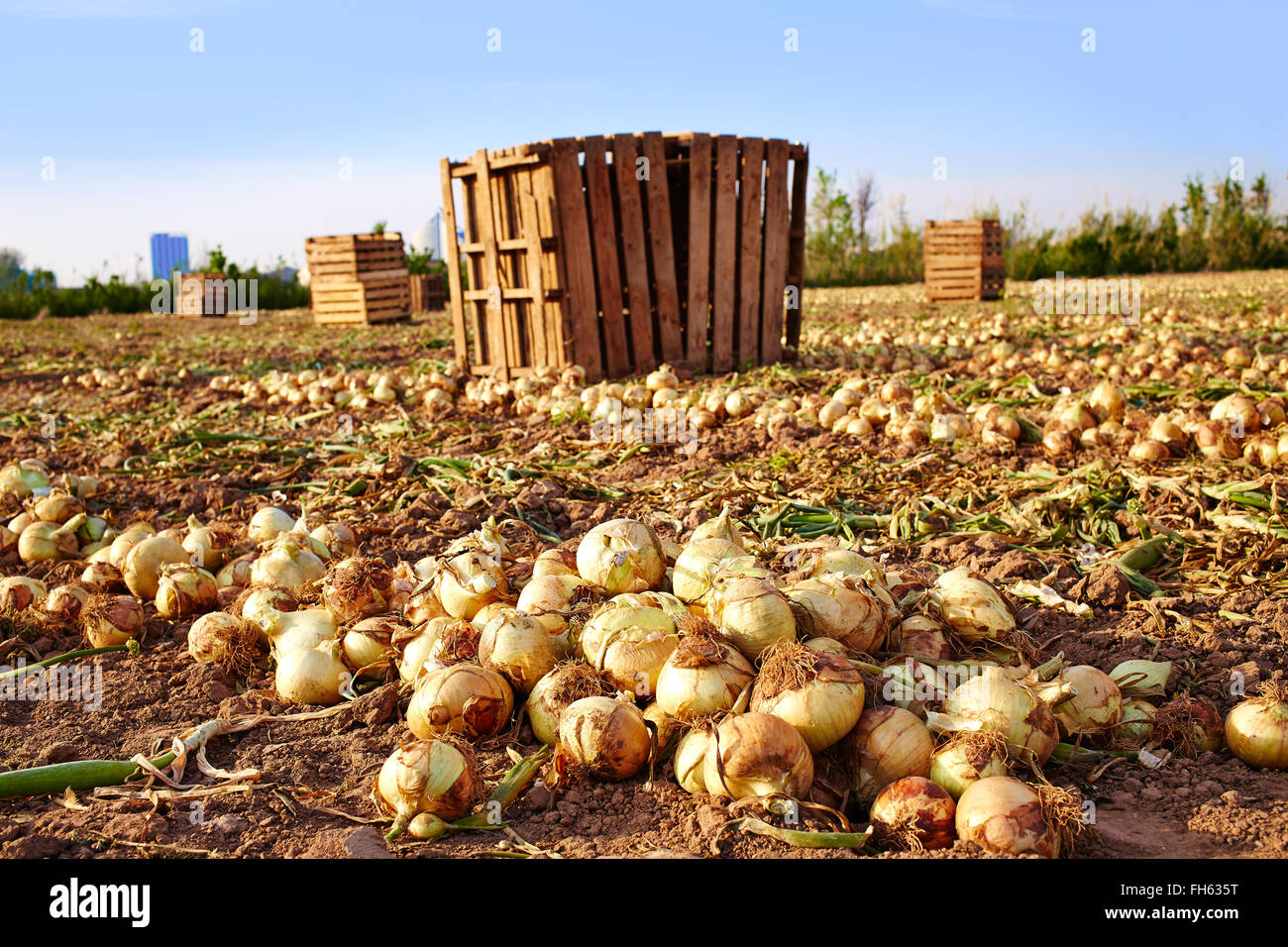 Farm field onion plant edible hi-res stock photography and images - Alamy