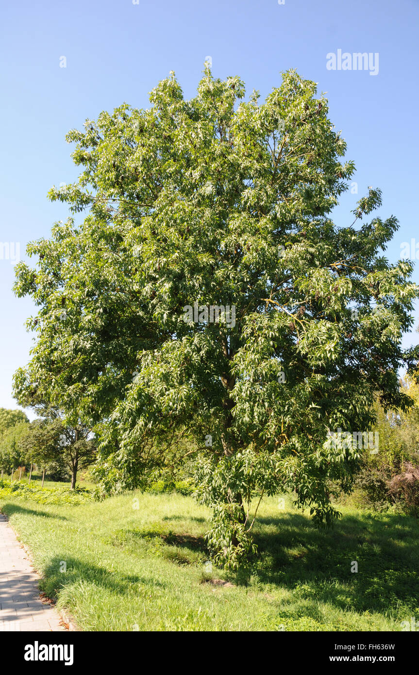Ash tree Stock Photo