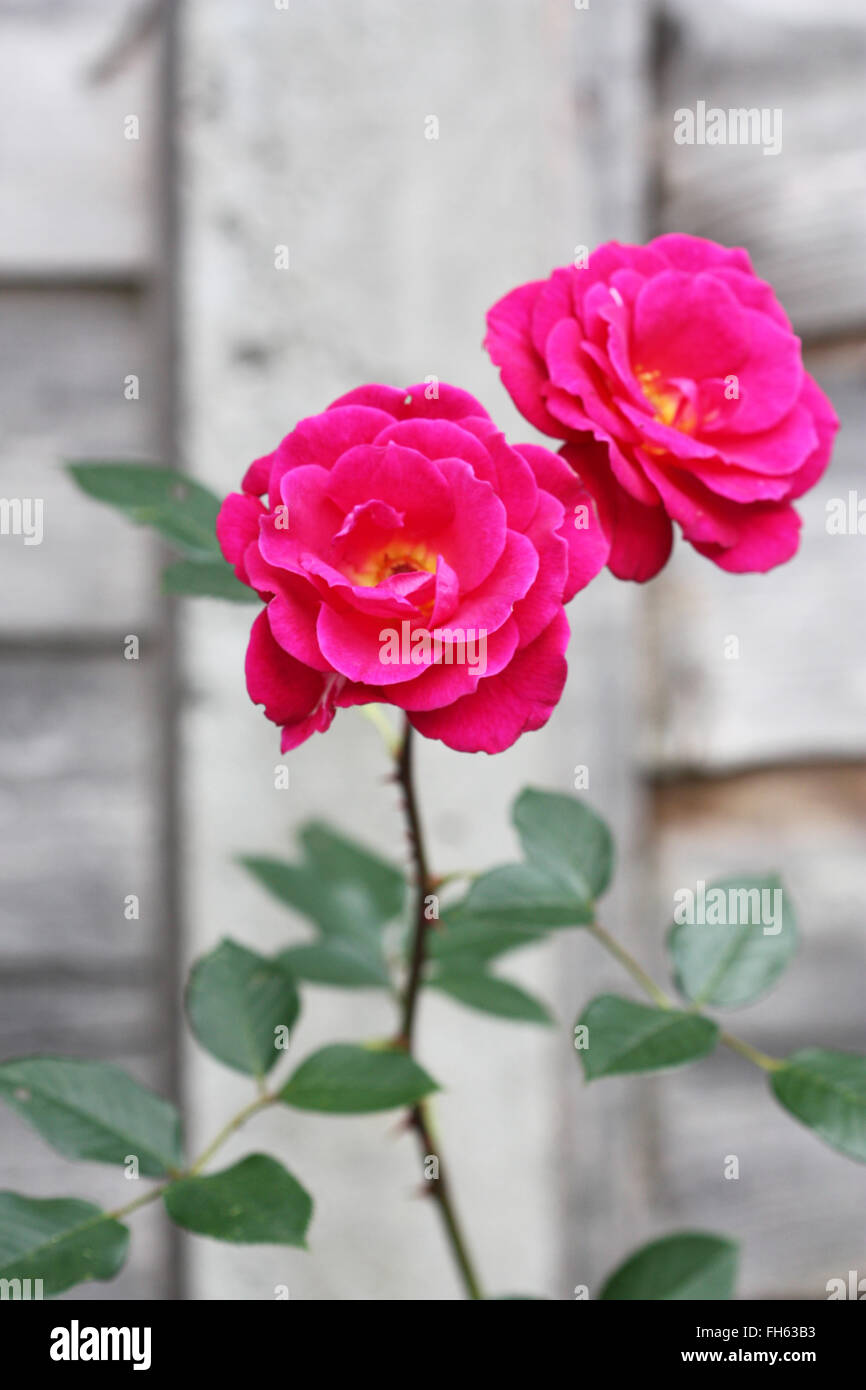 Pair Roses Pair of pink rose flowers Stock Photo - Alamy