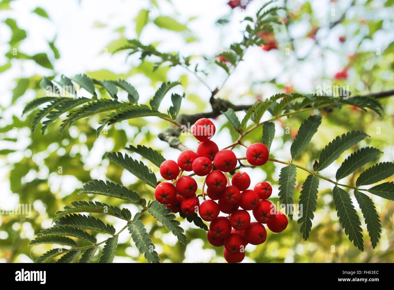 Red wild berries leaves hi-res stock photography and images - Alamy