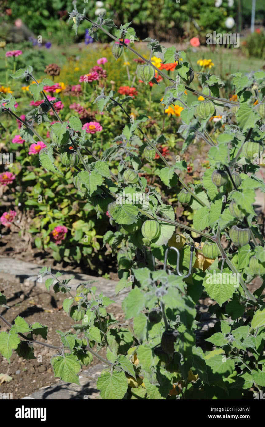 Cape gooseberry Stock Photo