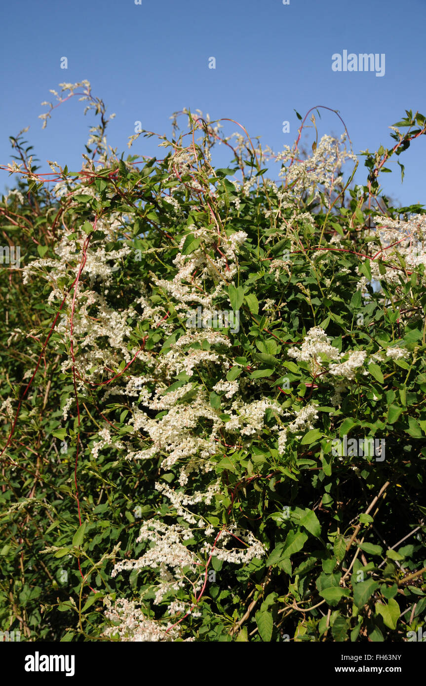 Russian vine Stock Photo Alamy