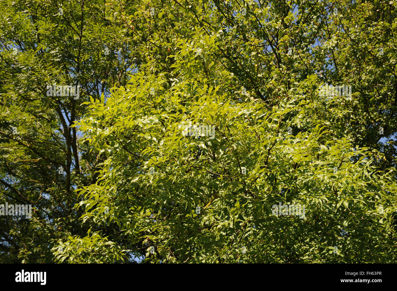 Ash tree Stock Photo