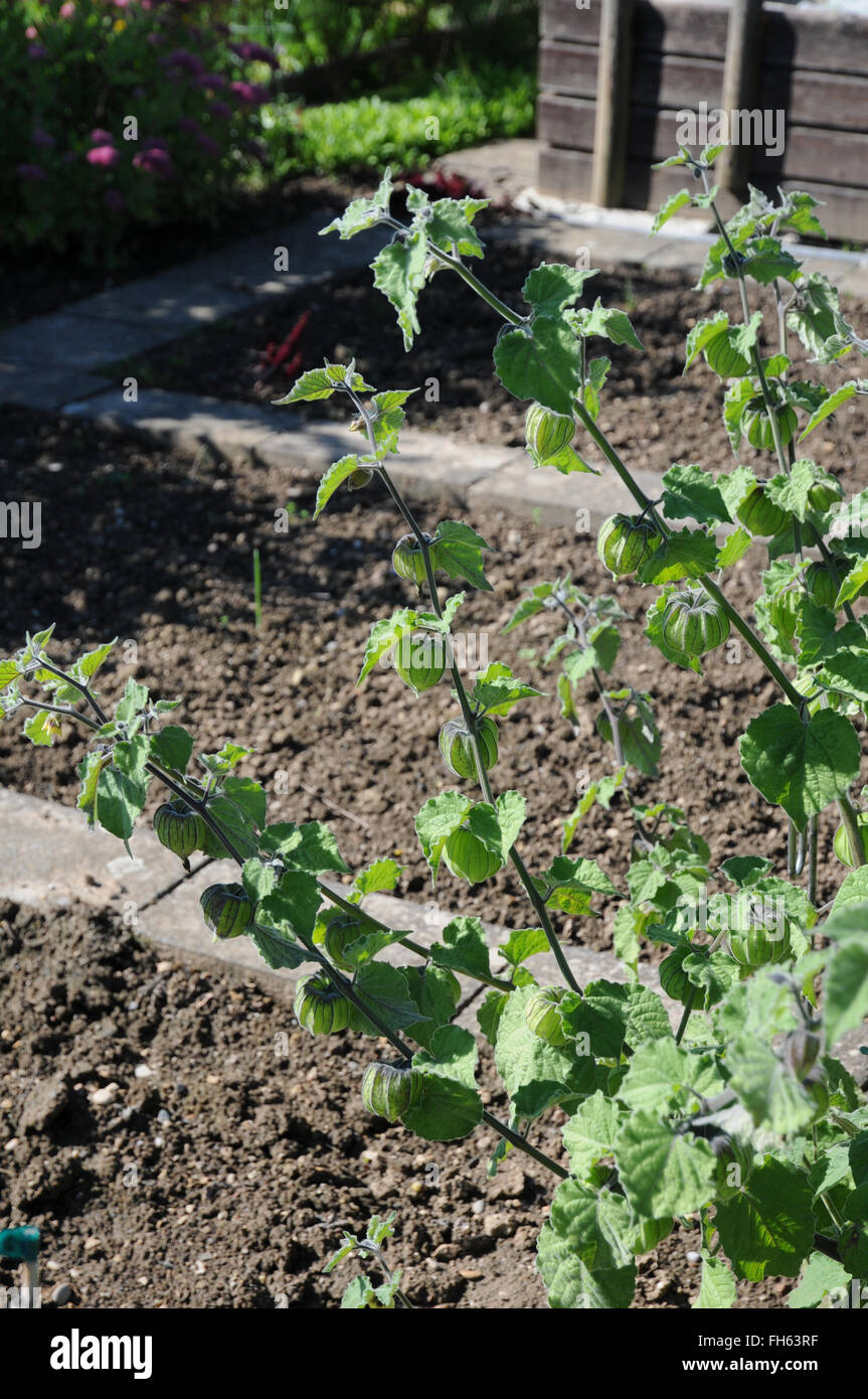 Cape gooseberry Stock Photo