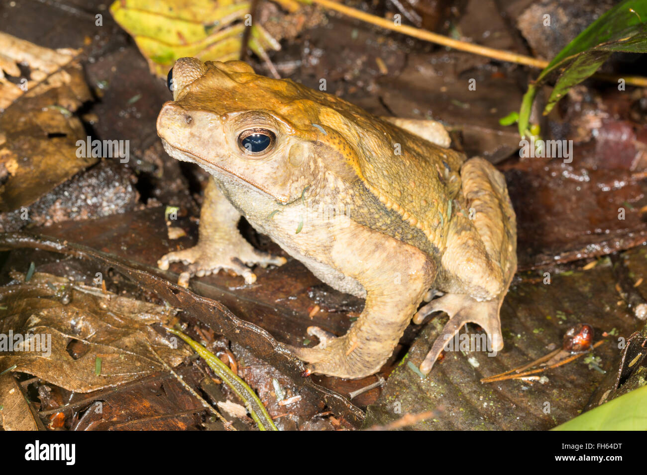 Crested Forest Toad (Rhinella dapsilis) on the rainforest floor, Pastaza province, Ecuador Stock Photo