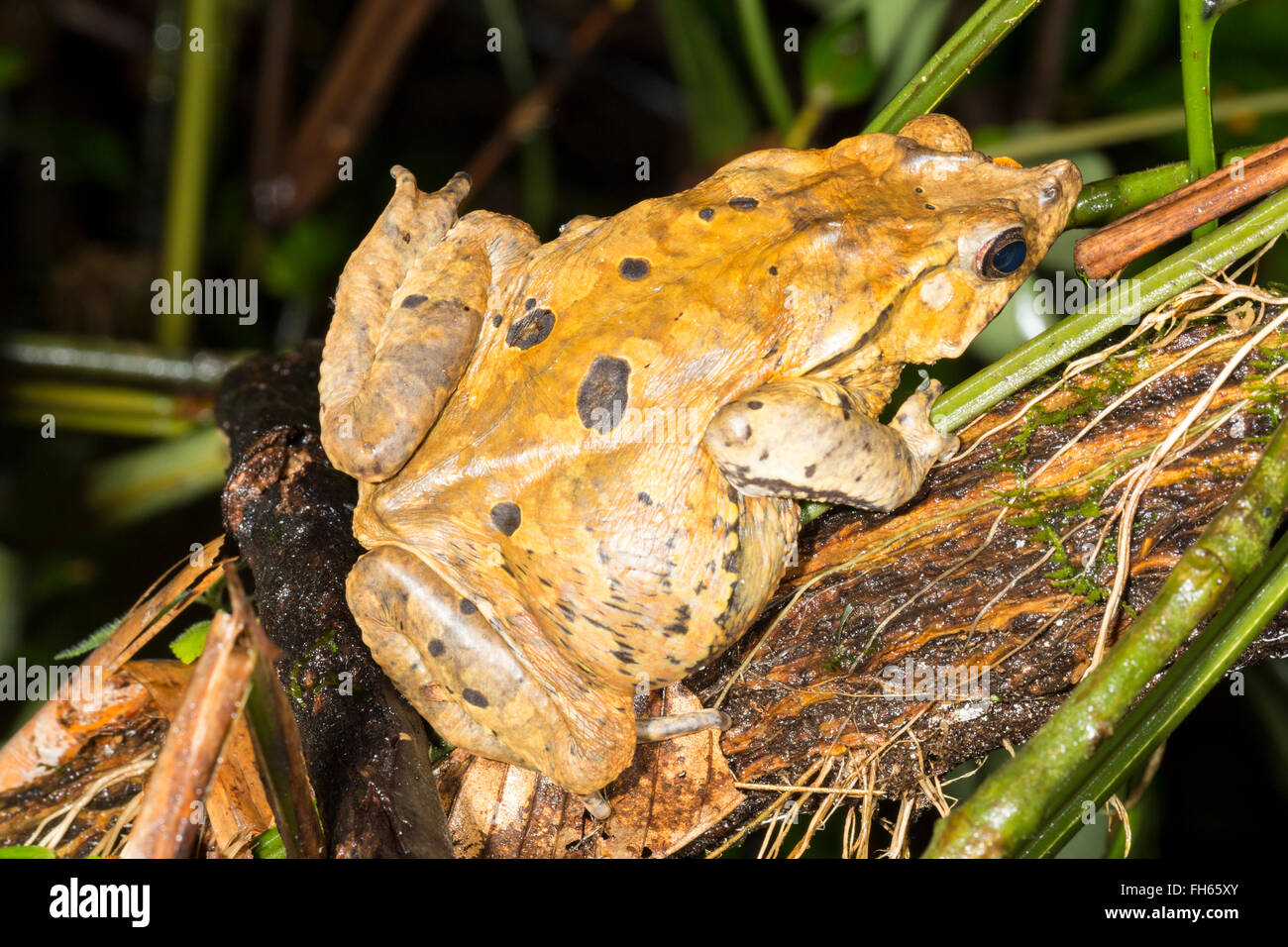 Crested Forest Toad (Rhinella dapsilis) perched in a rainforest shrub, Pastaza province, Ecuador Stock Photo