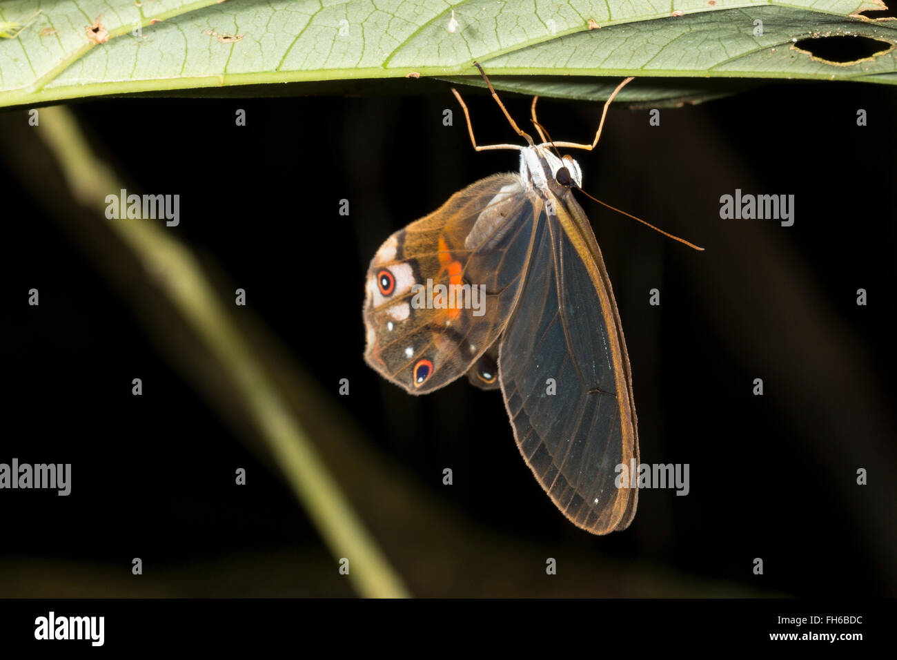 Clearwing butterfly (Haetera piera) Family Satyridae roosting on a leaf at night in the rainforest understory, Pastaza, Ecuador Stock Photo
