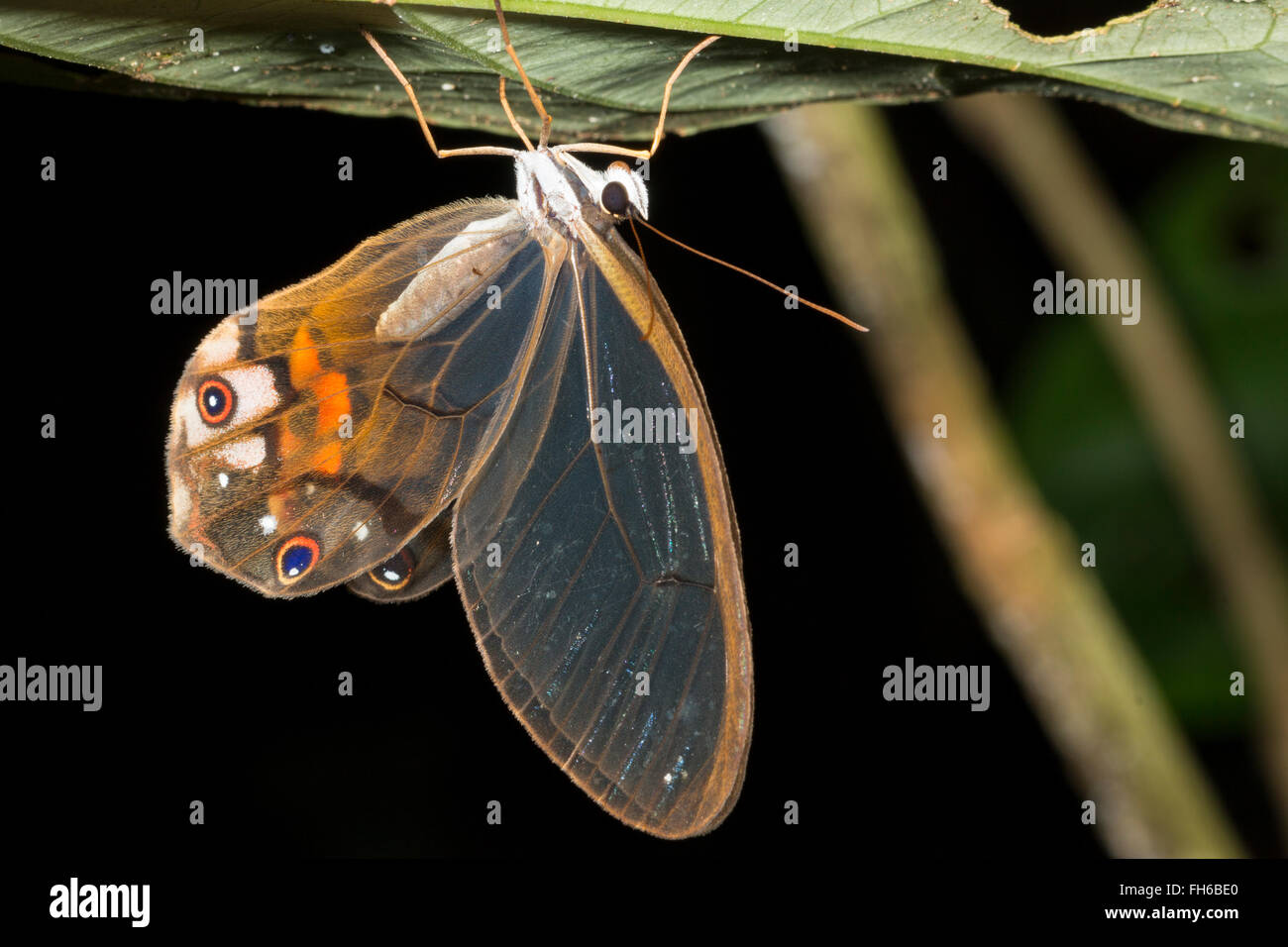 Clearwing butterfly (Haetera piera) Family Satyridae roosting on a leaf at night in the rainforest understory, Pastaza, Ecuador Stock Photo