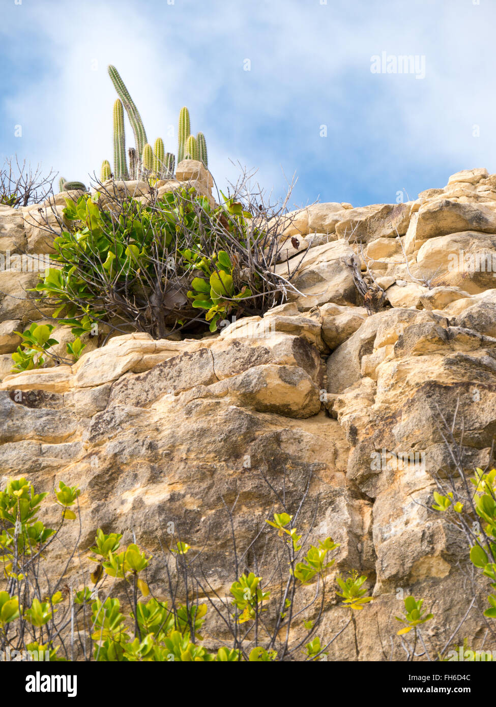 Growing in harsh environment hi-res stock photography and images - Alamy