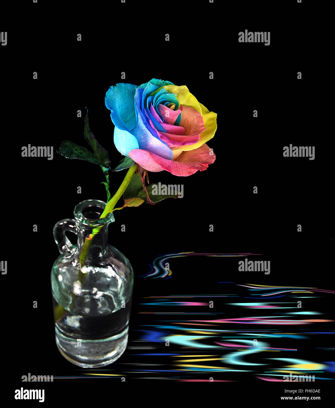 Rainbow rose in vintage glass bottle with rainbow ripple on black. Stock Photo