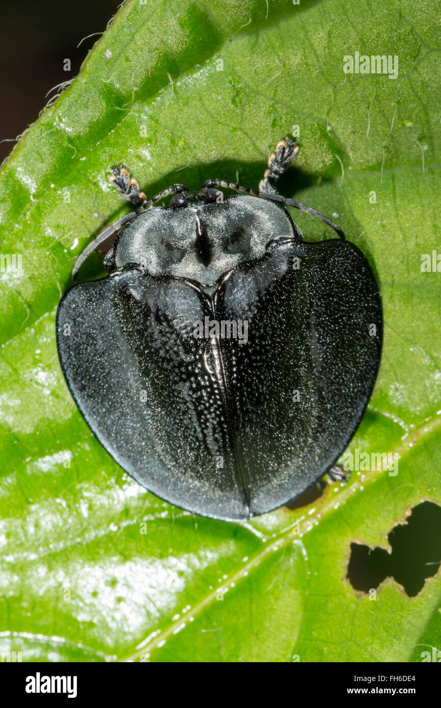 Tortiose beetle (subfamily Cassidinae, family Chrysomelidae) on a leaf in the rainforest, Pastaza province, Ecuador Stock Photo