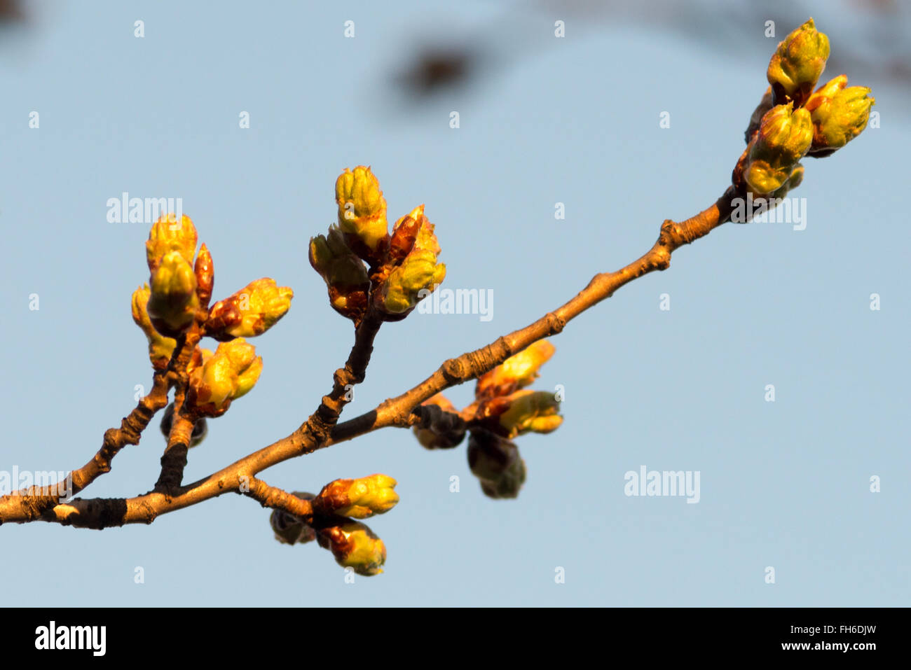 WASHINGTON DC, USA - Close-up of buds before the bloom of Washington DC's famous cherry blossoms around the Tidal Basin. Stock Photo