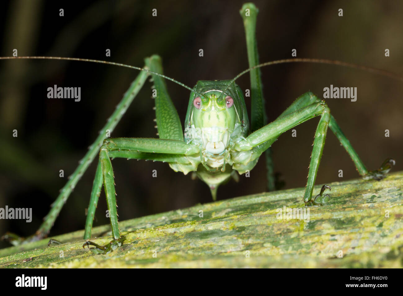 A very large green bush cricket in a rainforest shrub, Pastaza province