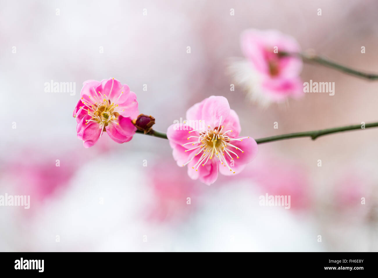 WASHINGTON DC — A close-up of pink plum blossoms blooming along the Tidal Basin. These trees are among the first to flower in the spring, often blooming before the main cherry blossom season begins. Stock Photo