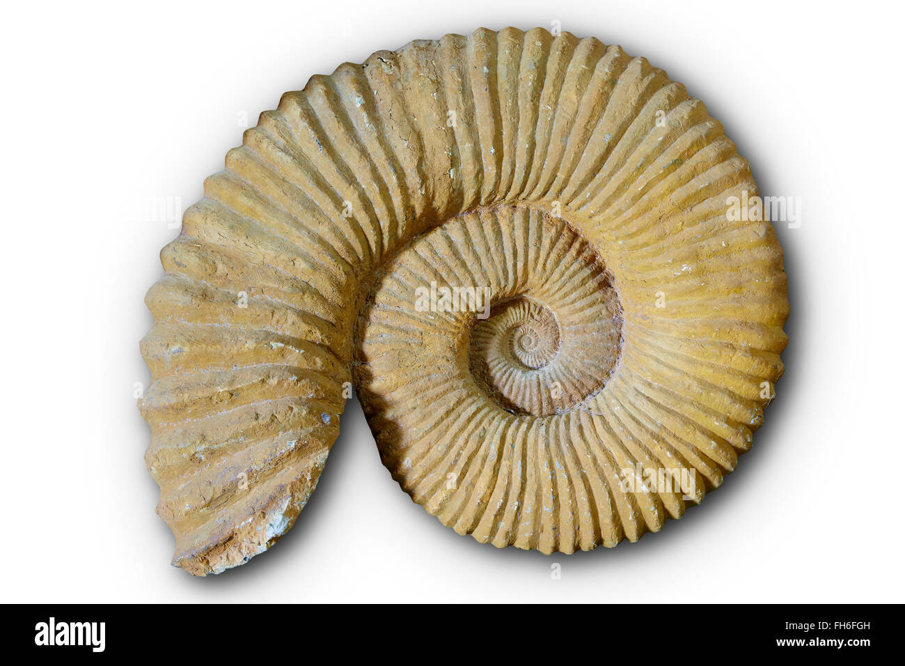 Ammonites fossil in Valencian Community of spain Stock Photo Alamy