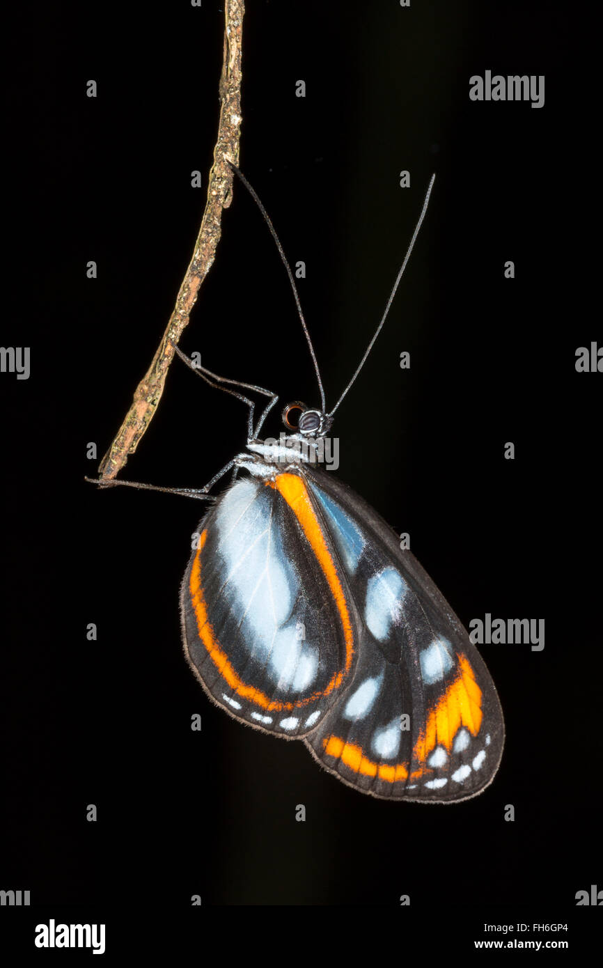 Ithomiid butterfly roosting at night in the rainforest understory in Pastaza province, Ecuador Stock Photo