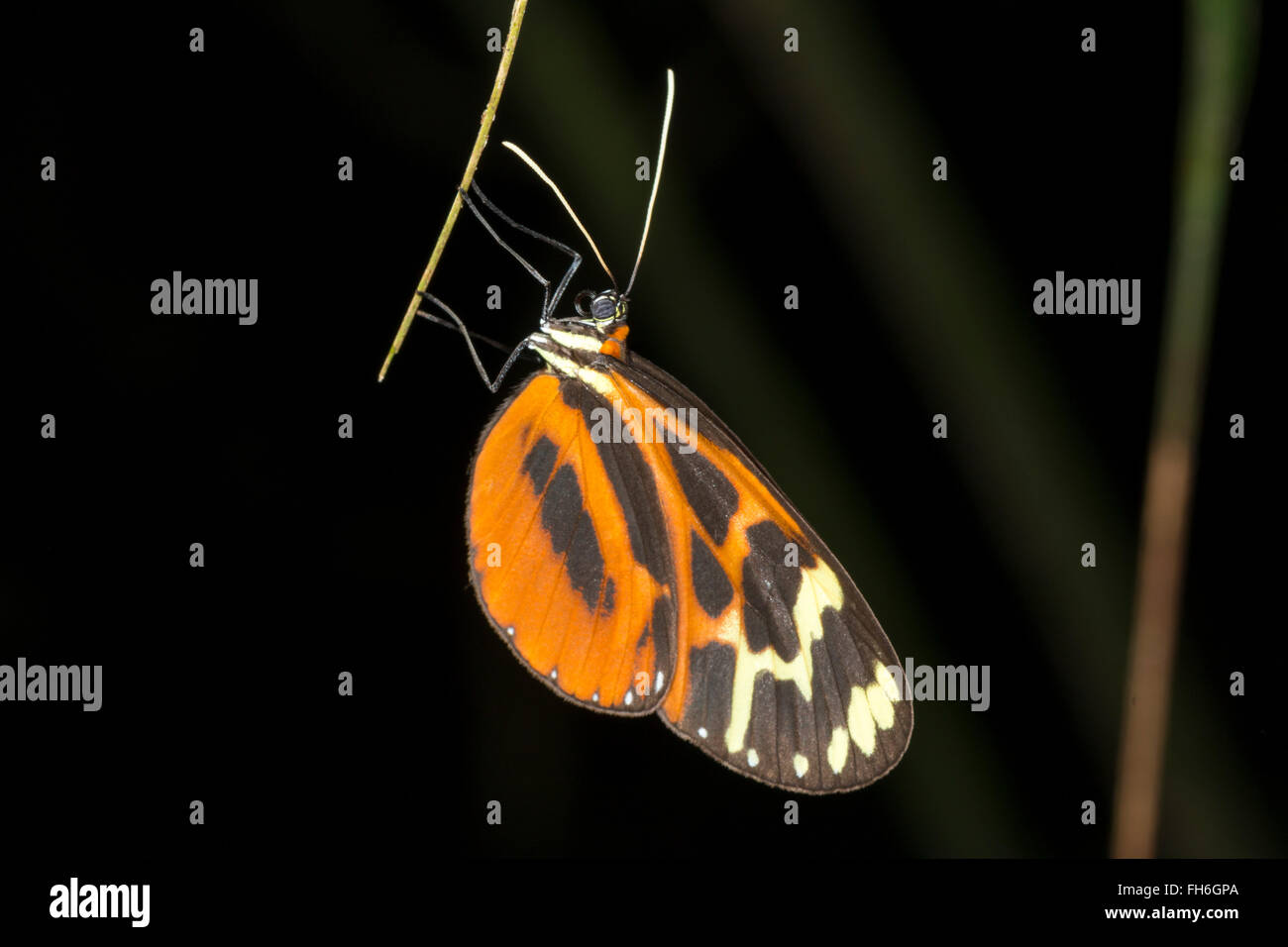 Ithomiid butterfly roosting at night in the rainforest understory in Pastaza province, Ecuador Stock Photo