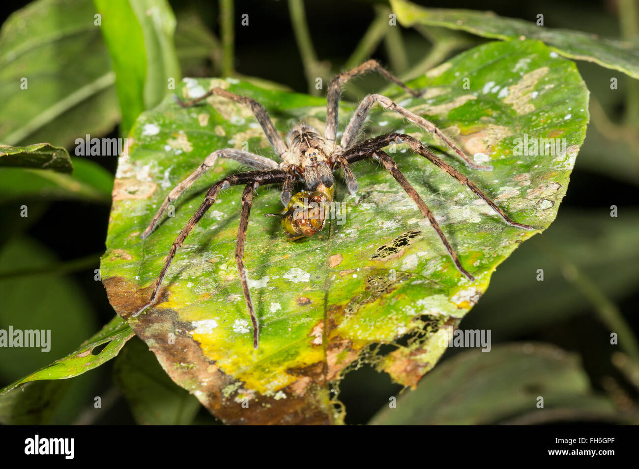 Large wandering spider (family Ctenidae) feeding on a grasshopper in the rainforest at night, Pastaza province, Ecuador Stock Photo