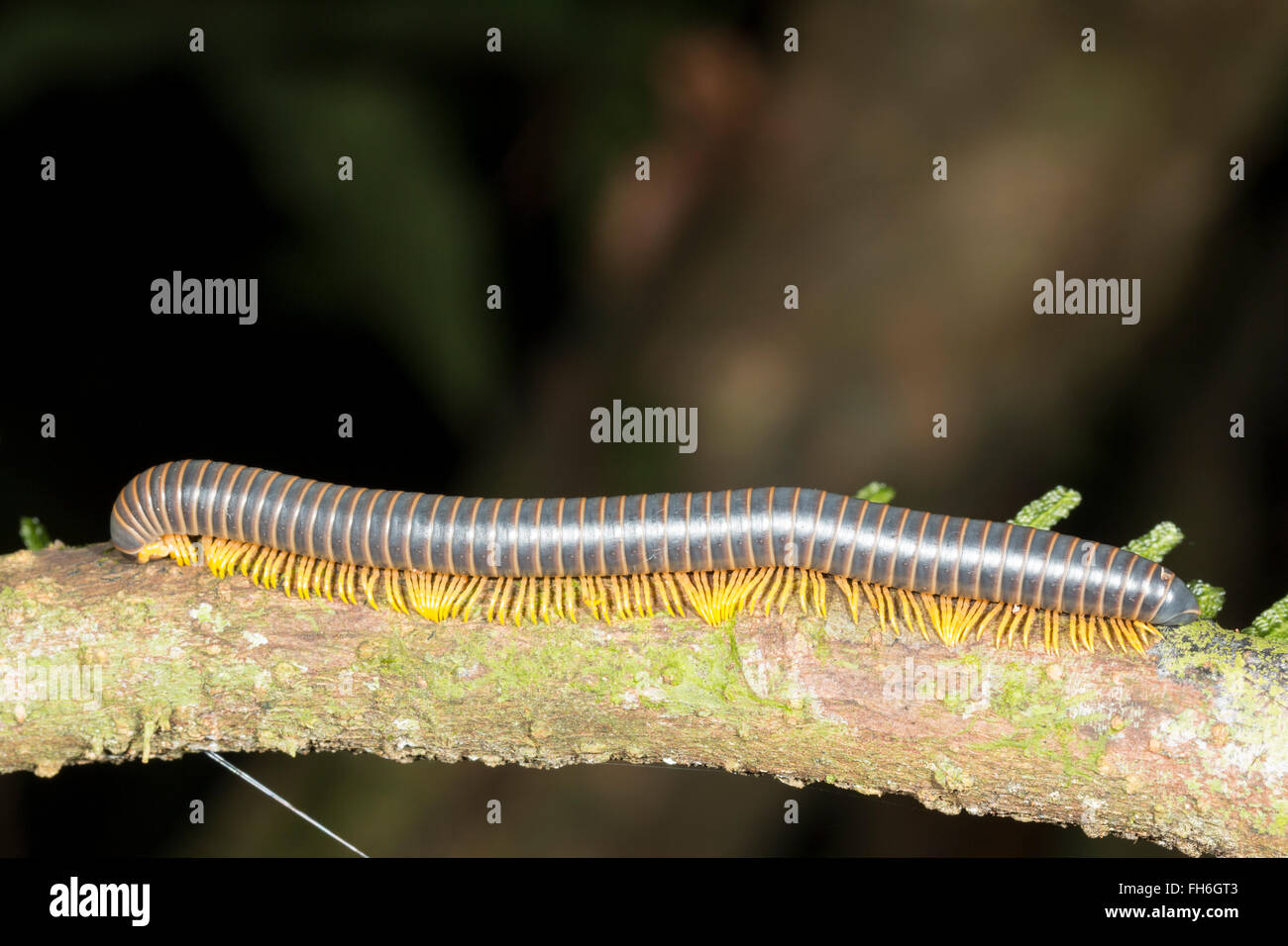A large millipede (Diplopoda) crawling along a rainforest branch in Pastaza province, Ecuador. Stock Photo