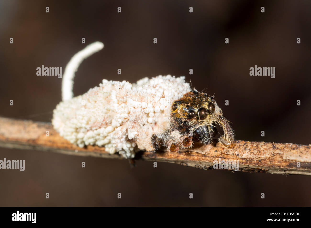 Cordyceps fungus growing out of a jumping spider (Salticidae) it has infected and killed. In the rainforest, Pastaza,  Ecuador. Stock Photo