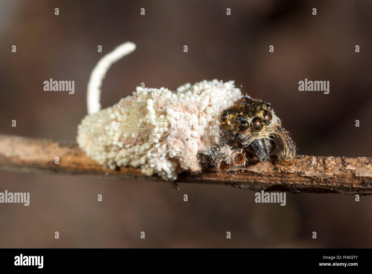 Cordyceps fungus growing out of a jumping spider (Salticidae) it has infected and killed. In the rainforest, Pastaza,  Ecuador. Stock Photo