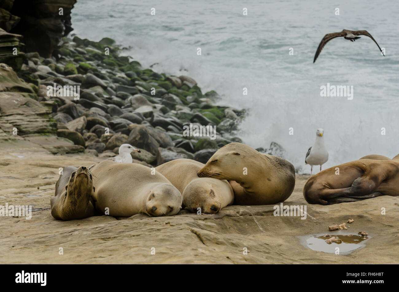 Sleeping On Rocks High Resolution Stock Photography and Images - Alamy