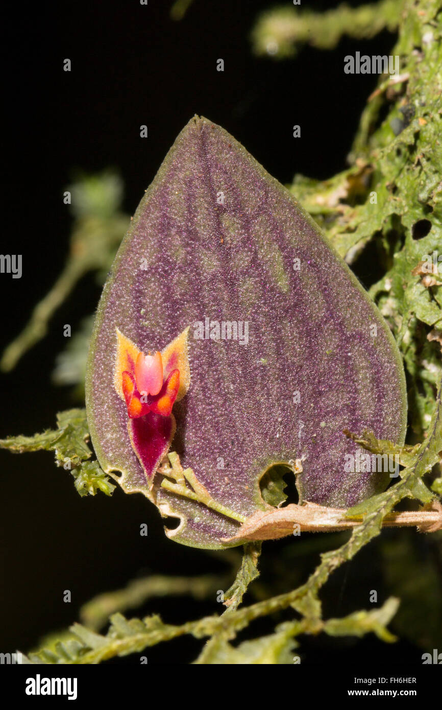 A micro orchid Lepanthes sp. growing among moss on the branch of a rainforest tree in Pastaza province, Ecuador Stock Photo