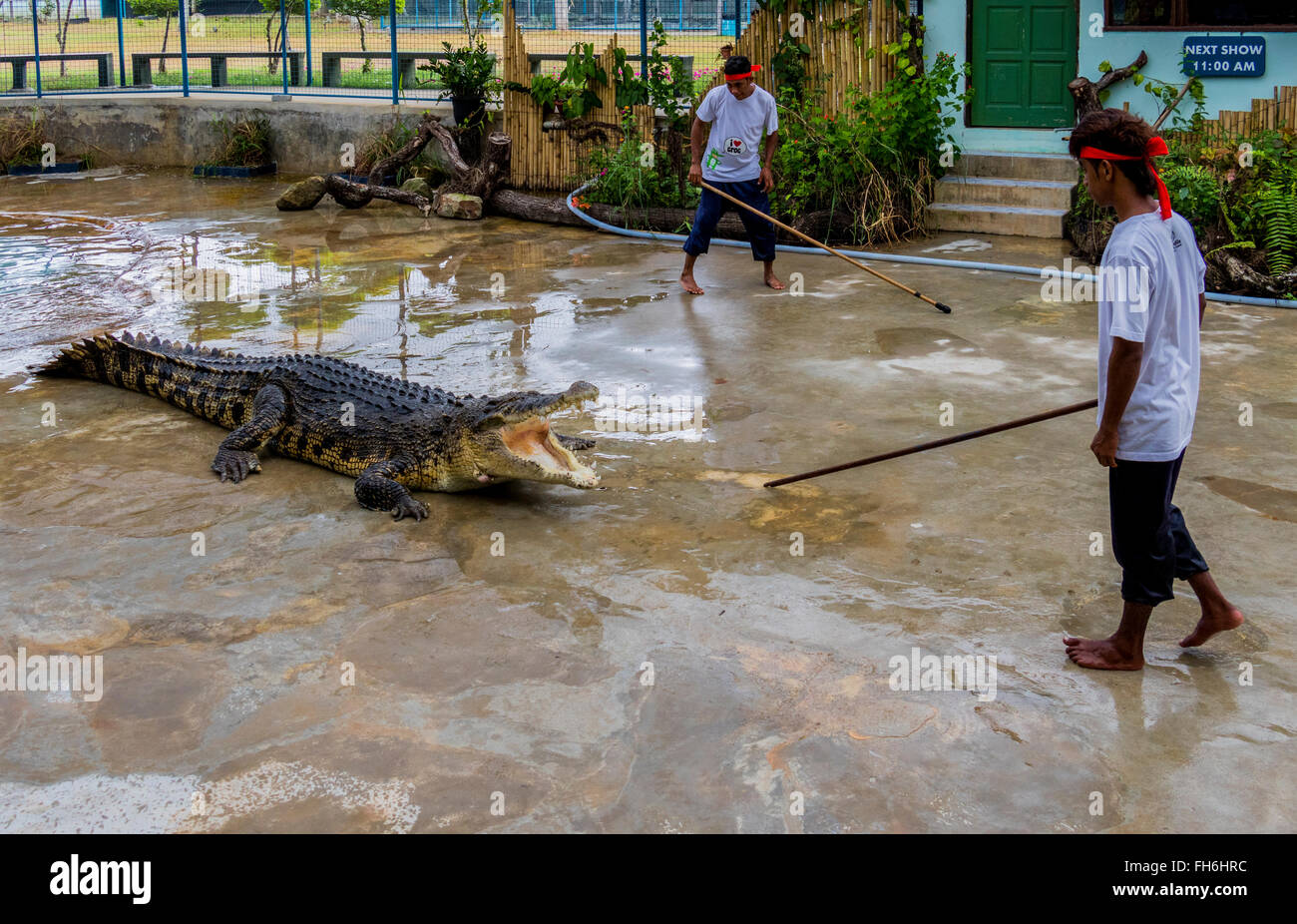 Taman Buaya Crocodile Farm Tuaran Borneo Two Staff At Farm Showing The Public How To Handle Crocodiles Safely Stock Photo Alamy