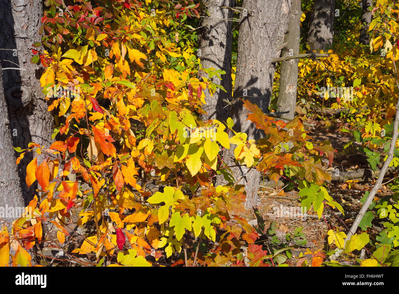 Colorful Fall leaves at Riley Trails Stock Photo