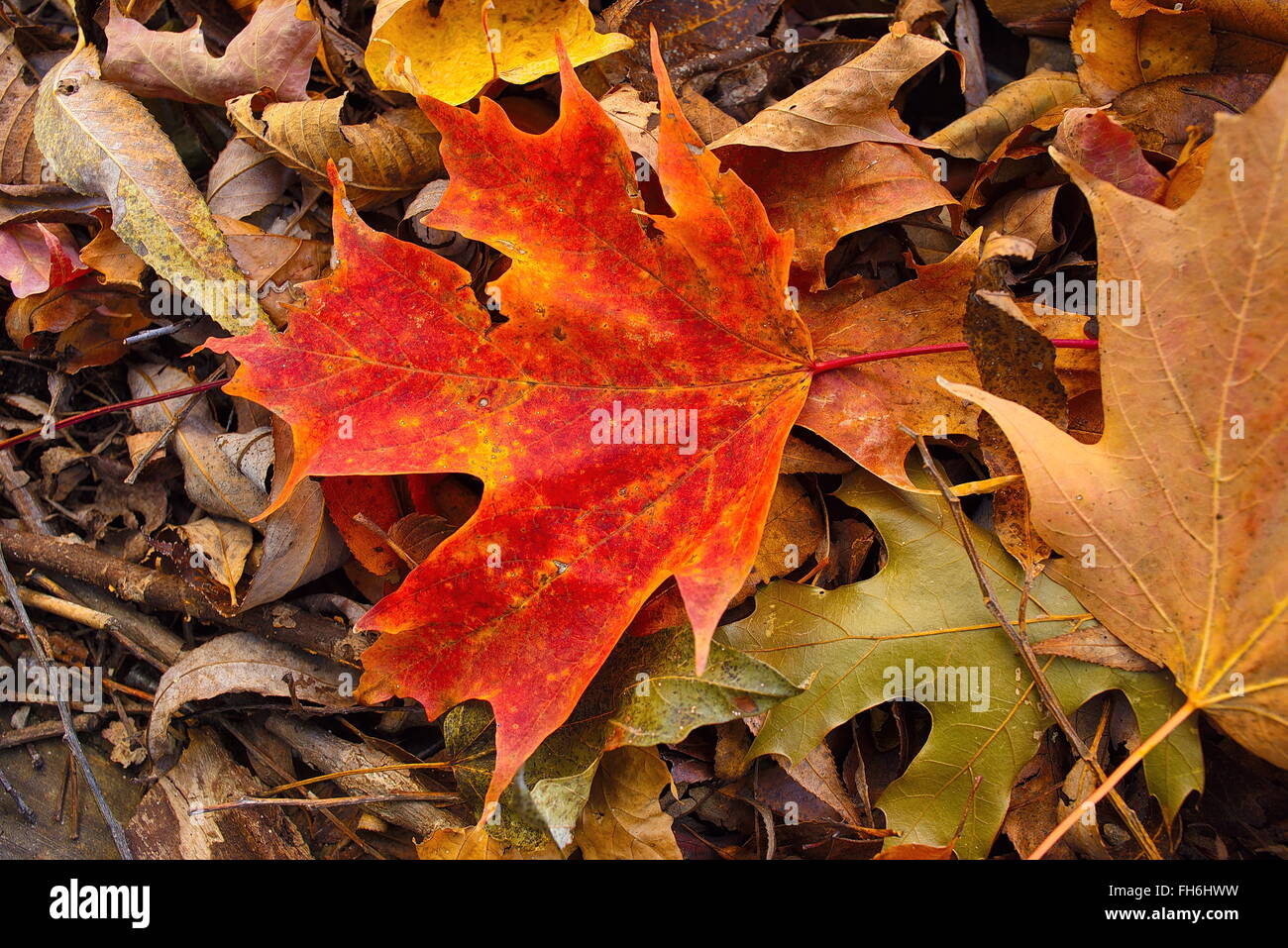 Colorful Maple Leaf on bed of leaves in Fall. Orange red in color.  Leaves on ground.  Multiple leaves on ground.  Beautiful color. Fall color. Stock Photo