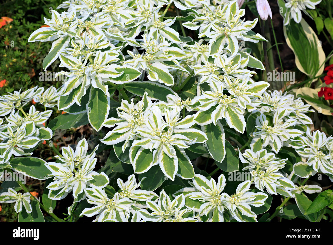 Euphorbia marginata or whitemargined spurge Stock Photo