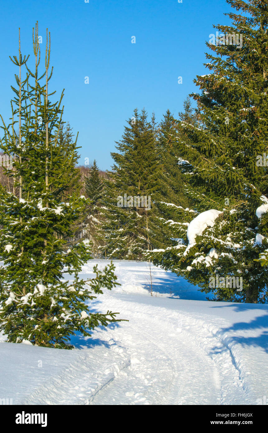 beautiful winter landscape of the Siberian taiga Stock Photo