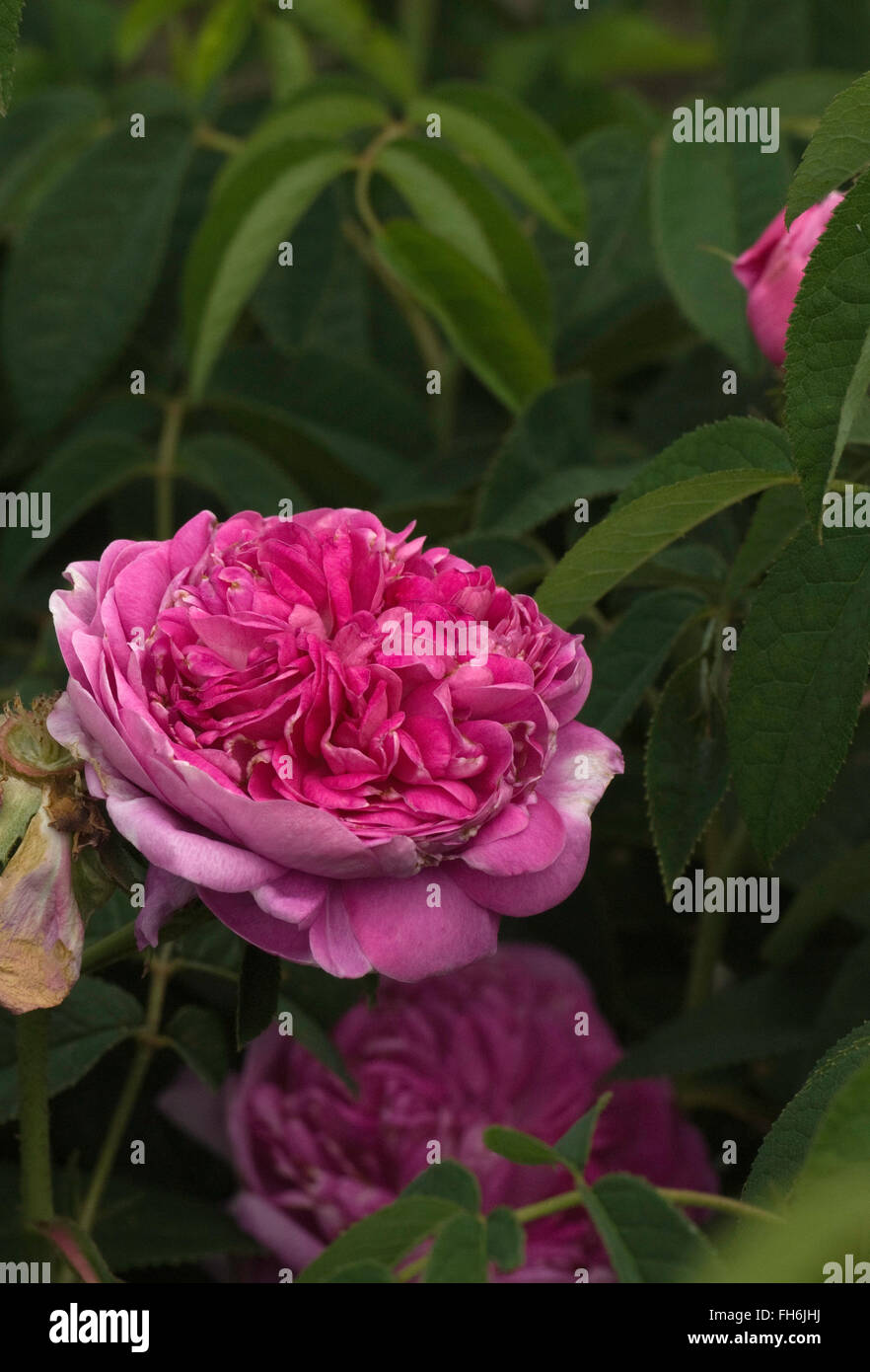 Rosa gallica provins rose flower hi-res stock photography and images - Alamy