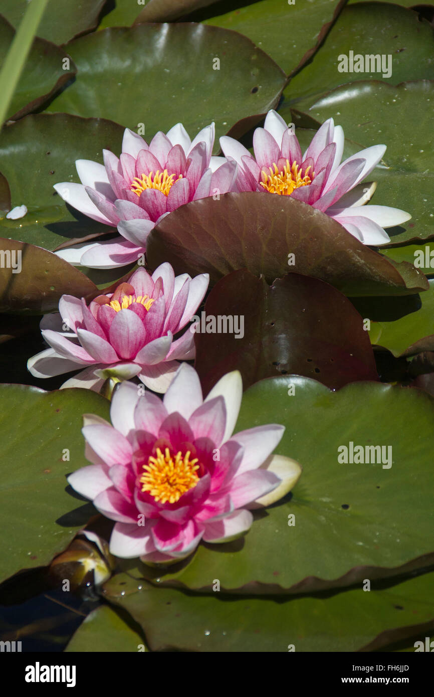 Water Lilys Northern California Stock Photo Alamy
