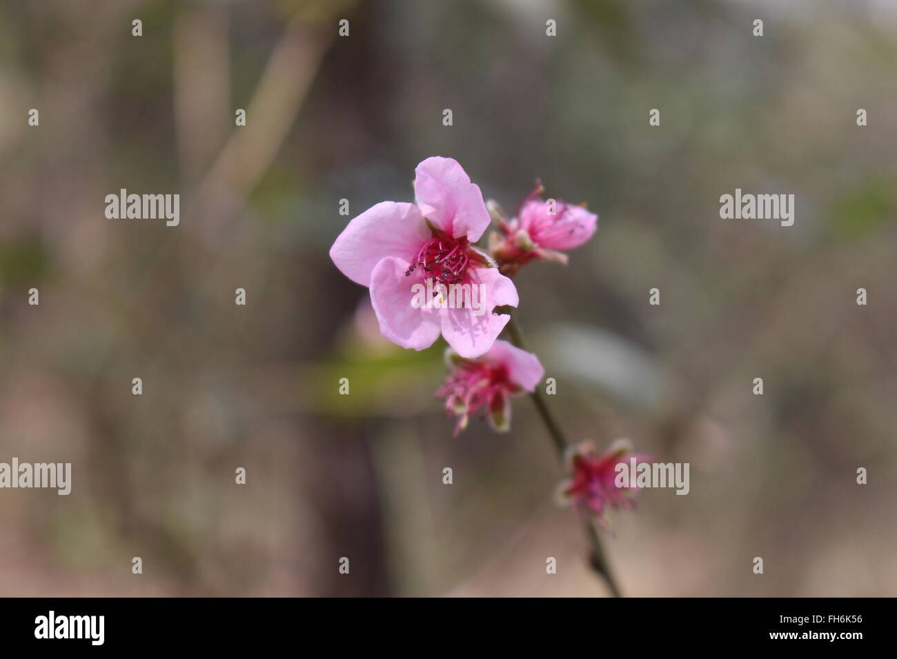 Almost Spring Pink Almost spring hi-res stock photography and images - Alamy