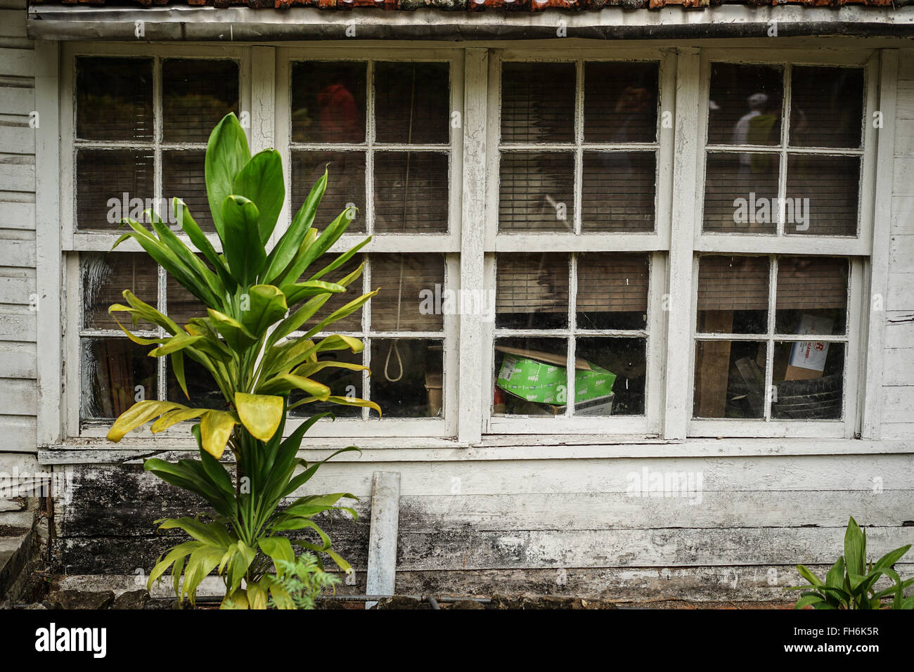 Detail of the facade of house with white worn window section and green plant growing Stock Photo
