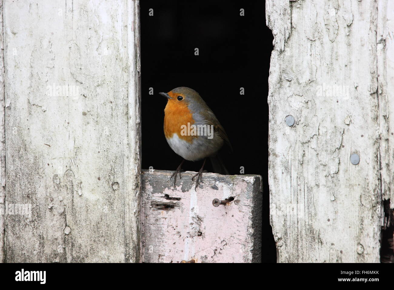 Robin Erithacus Rubecula Garden Bird Common Wild Sitting In A
