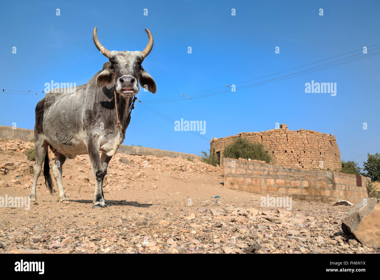 buffalo, Jaisalmer, Rajasthan; India; Asia; Stock Photo