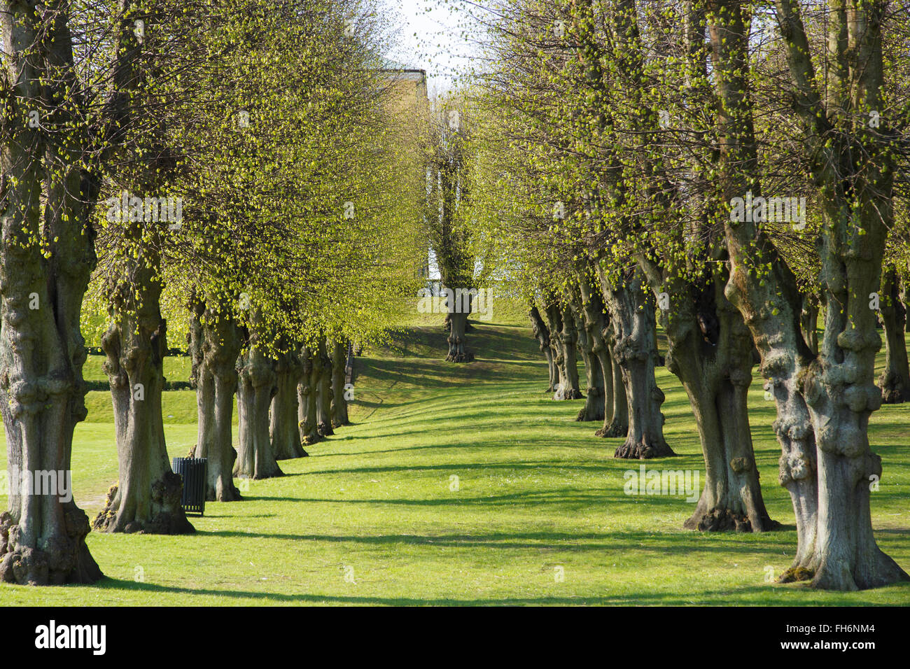 Alley of trees in the Frederiksberg Park in Copenhagen, Denmark. Stock Photo