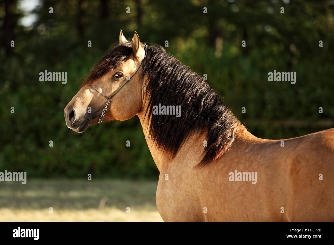 Gypsy Vanner Horse stallion portrait in evening stud farm Stock Photo