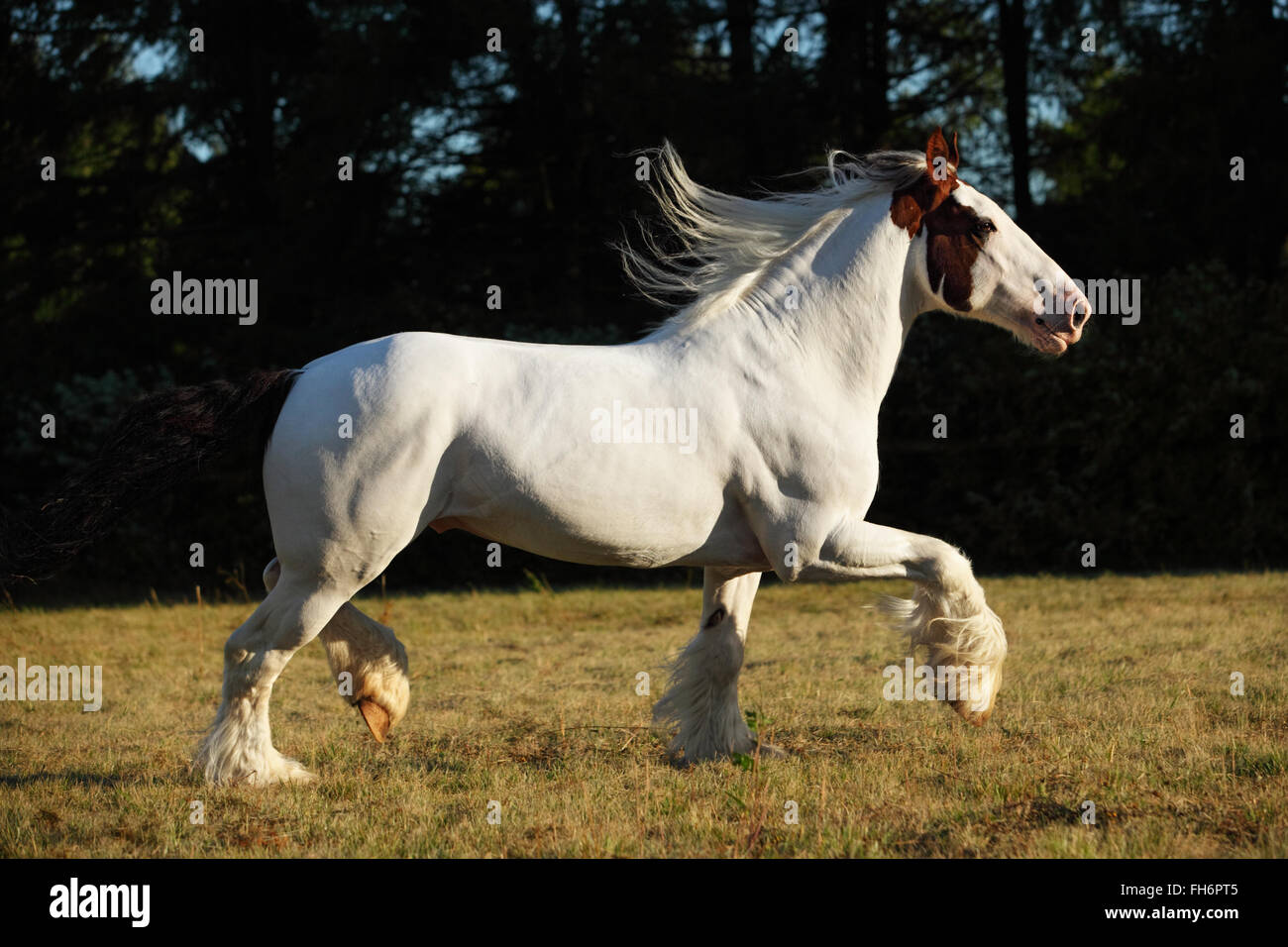Drum horse stallion runs gallop in evening meadow Stock Photo Alamy